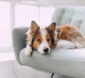 Dog Hackles: Why Do Dog’s Hairs Stand Up?