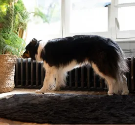 Dog Labour Signs & Puppy Delivery Stages Explained