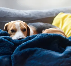 Dog Miscarriage 