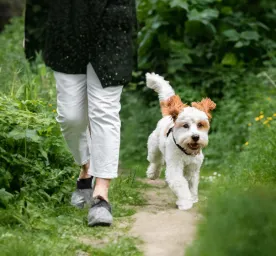 Dog Walking Etiquette