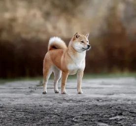 Double Coated Dog Breeds