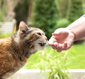 Everything You Need to Know About Cat Clicker Training