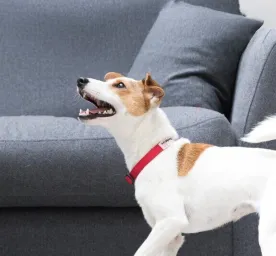 Excessive Dog Barking: Causes & Ways to Stop It
