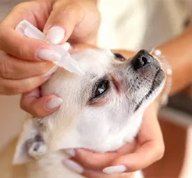 Eye Drops for Dogs: Types & When Do Dogs Need Them