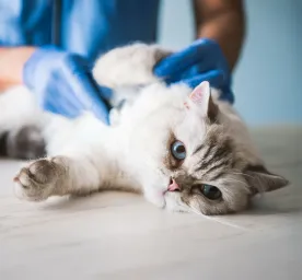 FIP in Cats: What You Need to Know