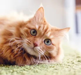 Facts About Ginger Cats