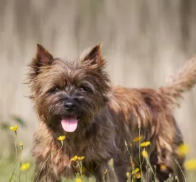 Famous Dogs throughout History