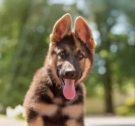 German Shepherd Names for Your New Puppy