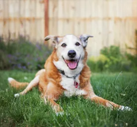 Grooming Tips for Senior Dogs