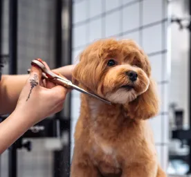 Grooming Your Puppy - All Your Questions Answered