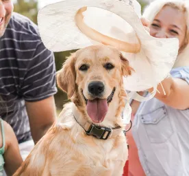 Have Fun with Our Favourite Dog Jokes and Puns