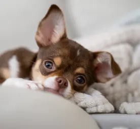 Health Problems in Chihuahuas