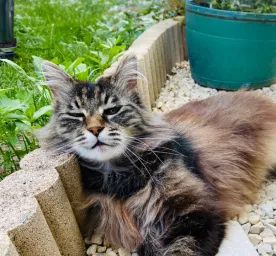 Heatstroke in Cats: Signs and How to Prevent It