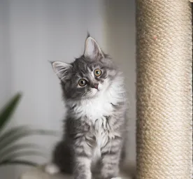Helping a Kitten with Diarrhoea