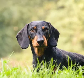 Hound Dogs_Everything You Need to Know