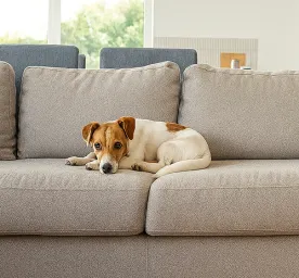 How Long Can You Leave a Dog Alone?