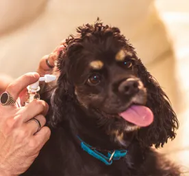 How to Clean a Dog’s Ears in 7 Simple Steps