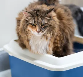 How to Help Your Constipated Cat