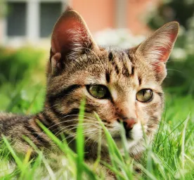 How to Remove a Tick from a Cat & Other Cat Ticks Questions