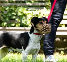 How to Stop Aggressive Dog Behaviour