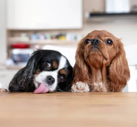 How to Stop Puppy Jumping Up- Top Tips Explained