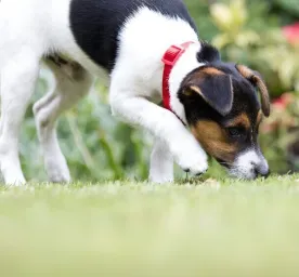 How to Stop a Dog Digging