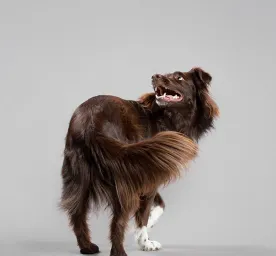 How to Teach a Dog to Spin