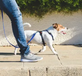 How to Walk Dogs & Puppies on a Lead