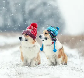 Hypothermia in Dogs Symptoms and Treatment