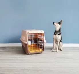 The Easy Guide to Choosing a Boarding Kennel for Your Dog