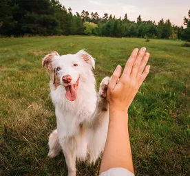 Top 8 Australian Dogs You’ll Want to Meet ASAP
