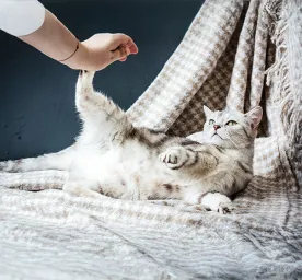 Top Things to Look Out For During Cat Pregnancy