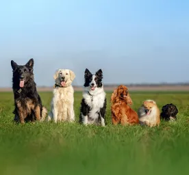 Quiz: What Dog Breed Are You?