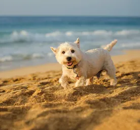 Terrier Dog Breeds: Everything You Need to Know