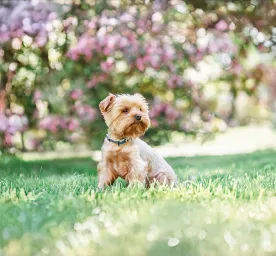 Tiny Dog Breeds That Stay Small