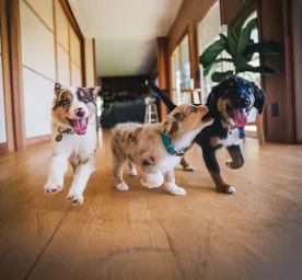 Top Tips for Socialising Your Puppy