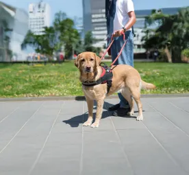 Types of Service Dogs and Their Jobs