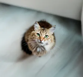 Understanding Your Cat's Psychology