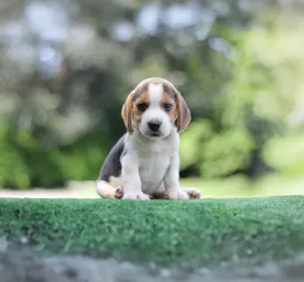 Unusual Dog Names for the New Pup in Your Life