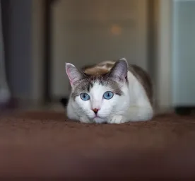 Vestibular Disease in Cats: Top Symptoms and Best Treatment