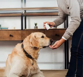 Vitamin B for Dogs