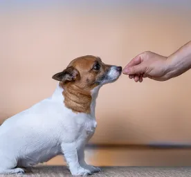 Vitamin D for Dogs