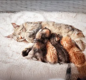 Weaning Kittens: The Easy Guide for New Owners