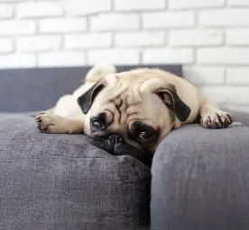 Weepy Eyes in Dogs