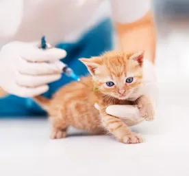 What You Need to Know about Kitten Vaccinations