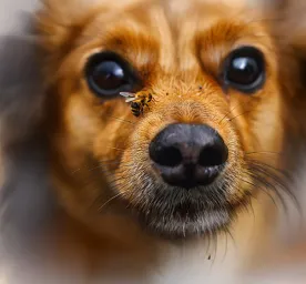 What to Do If Your Dog’s Stung by a Bee or a Wasp