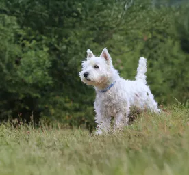White Dog Names