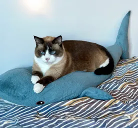 Why Do Cats Knead