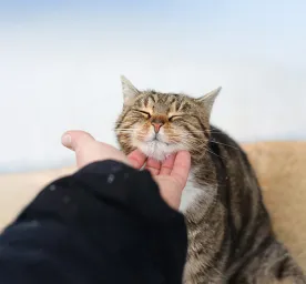 Why Do Cats Purr