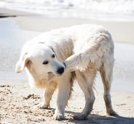 Why Do Dogs Chase Their Tails